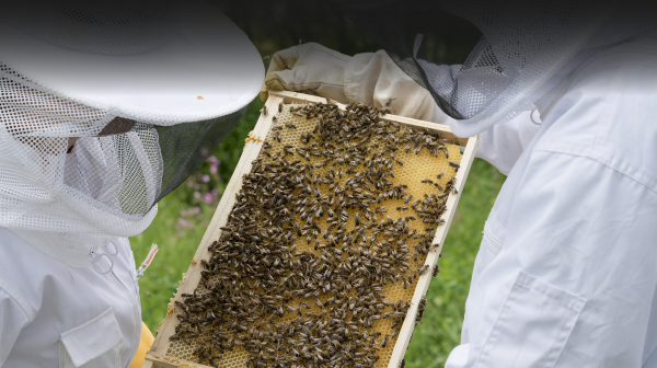 INSTALACIÓN DE UN APIARIO, USO ADECUADO DE EQUIPOS, MATERIALES Y ASPECTOS GENERALES DE LA APICULTURA