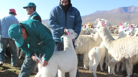 SANIDAD ANIMAL EN ALPACAS