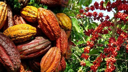 FORMACIÓN DE FACILITADORES PARA ESCUELAS DE CAMPO DE AGRICULTORES (ECAS) EN CULTIVOS DE CACAO Y CAFE