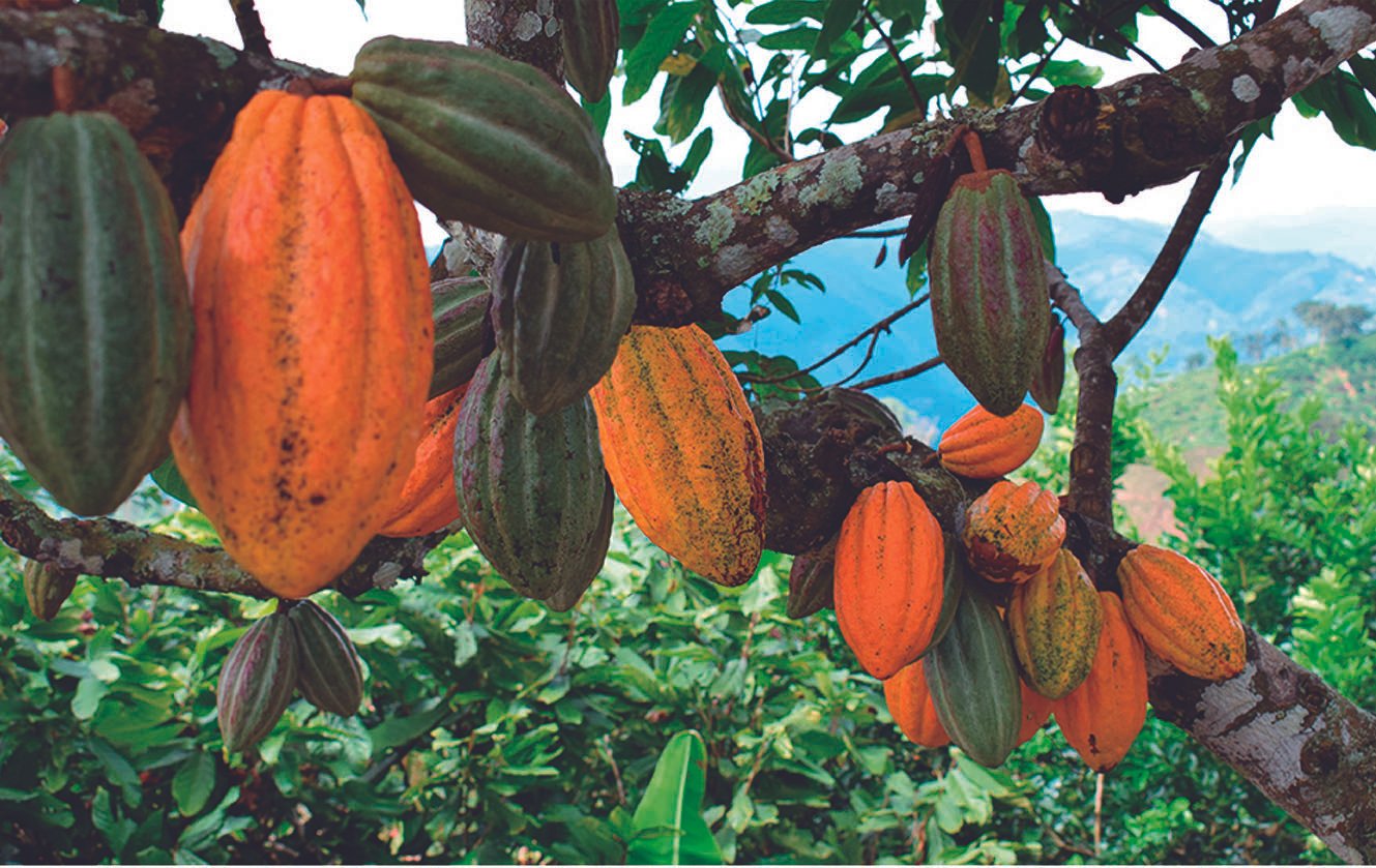 POSCOSECHA DEL CACAO