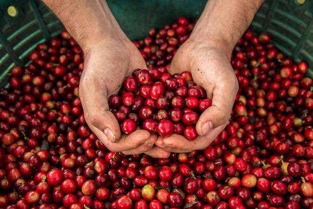 COSECHA, POSTCOSECHA Y ASEGURAMIENTO DE LA CALIDAD EN CULTIVO DE CAFÉ