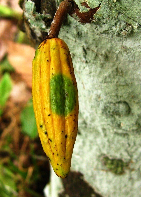 MANEJO INTEGRADO DE PLAGAS Y ENFERMEDADES EN EL CULTIVO DE CACAO