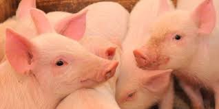 GENÉTICA Y REPRODUCCIÓN DE CERDOS