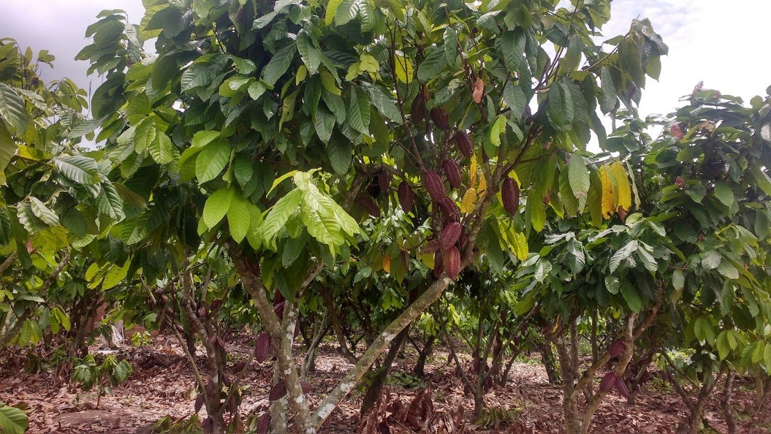 MANEJO AGRONÓMICO EN EL CULTIVO DE CACAO