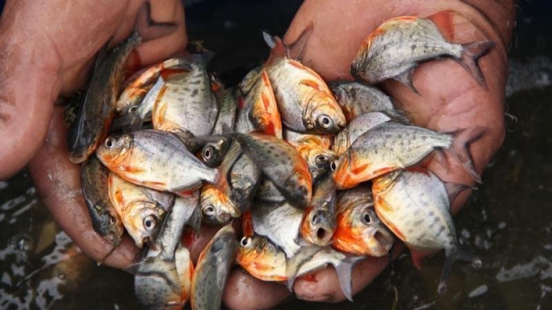 CRIANZA Y MANEJO PRODUCTIVO DE PACO