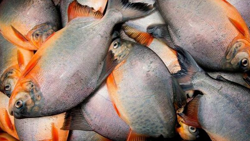 CRIANZA Y MANEJO PRODUCTIVO DE PACO