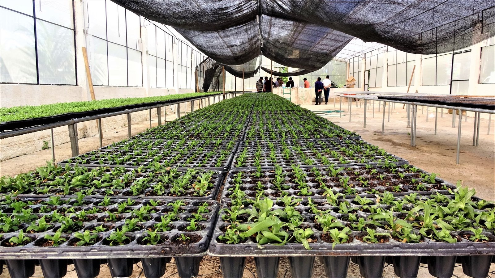 MANEJO E INSTALACIÓN DE VIVEROS FORESTALES