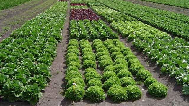 PRODUCCIÓN DE HORTALIZAS ORGÁNICAS