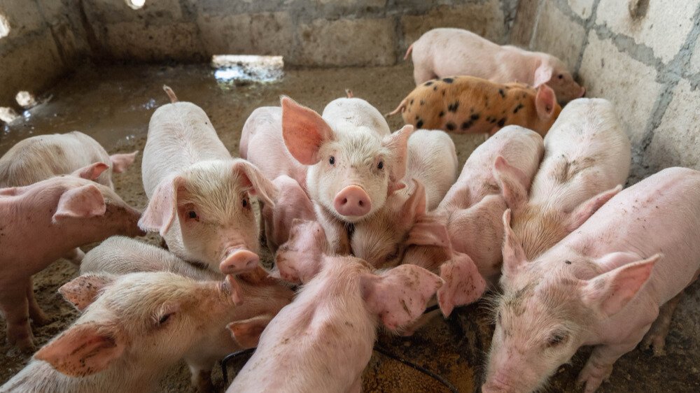 ENGORDE INTENSIVO DE CERDOS