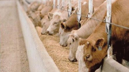 FORMULACIÓN DE DIETAS BALANCEADAS EN BOVINOS (TORO Y VACAS LECHERAS), CERDOS Y CUYES