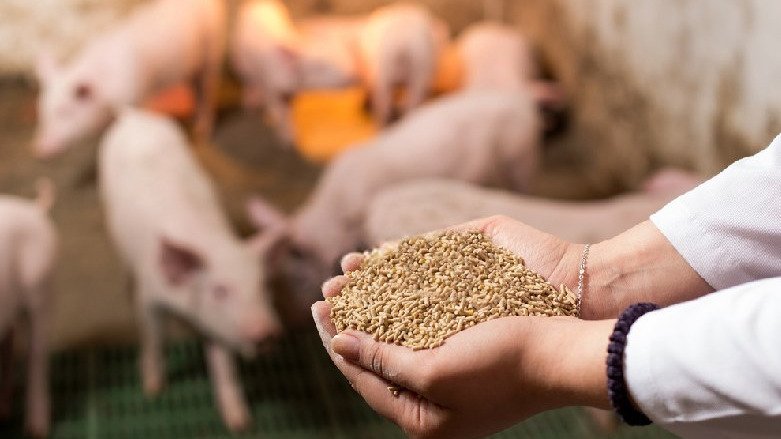 FORMULACIÓN DE DIETAS BALANCEADAS PARA PORCINOS