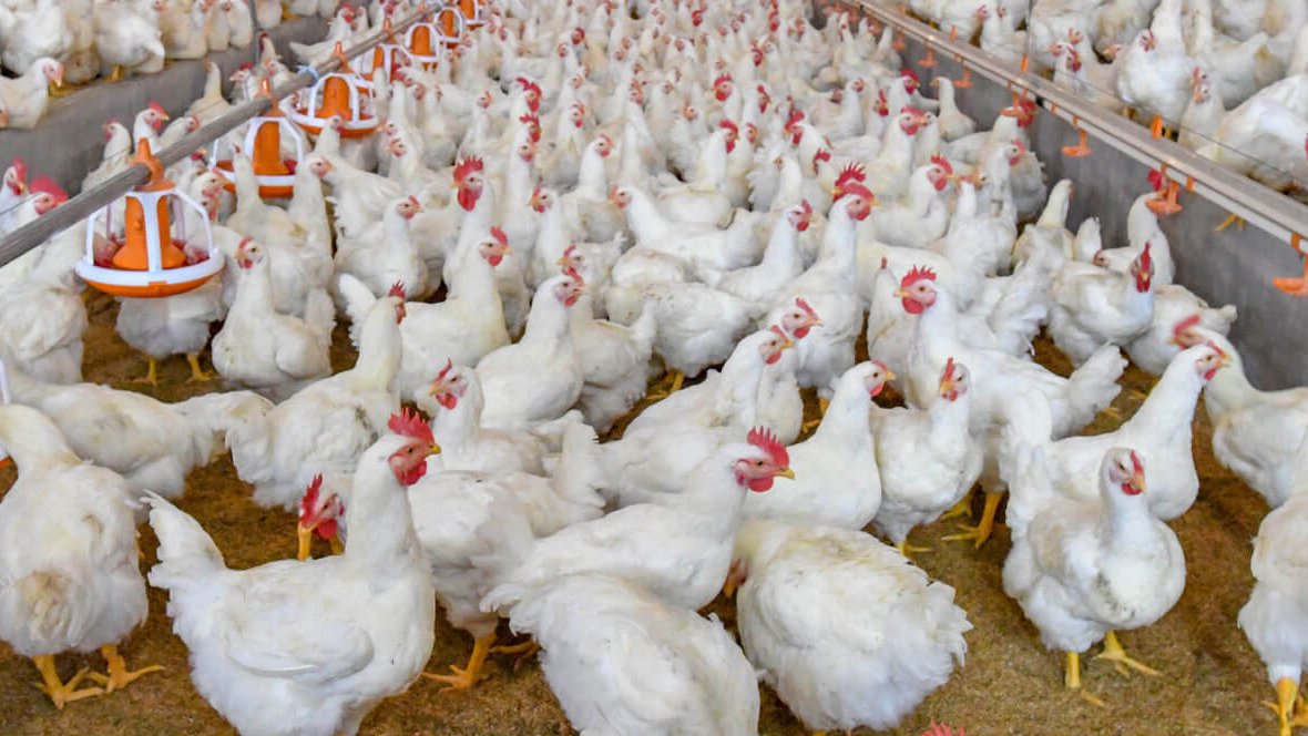 MANEJO Y PRODUCCIÓN DE POLLOS DE ENGORDE