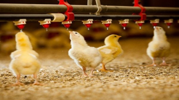 PROTOCOLOS DE RECEPCIÓN, NUTRICIÓN Y MANEJO EN LA ETAPA CRÍTICA DE INICIO EN AVES