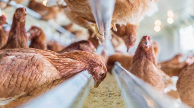 NUTRICIÓN AVÍCOLA - FORMULACIÓN DE ALIMENTOS BALANCEADOS PARA POLLOS BROILER, GALLINAS PONEDORAS, CRIOLLAS Y PATOS