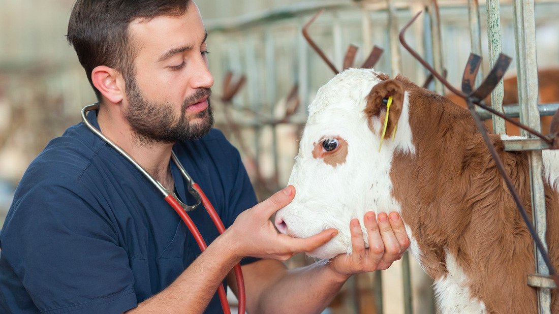 SANIDAD ANIMAL EN VACUNOS